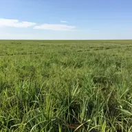 地