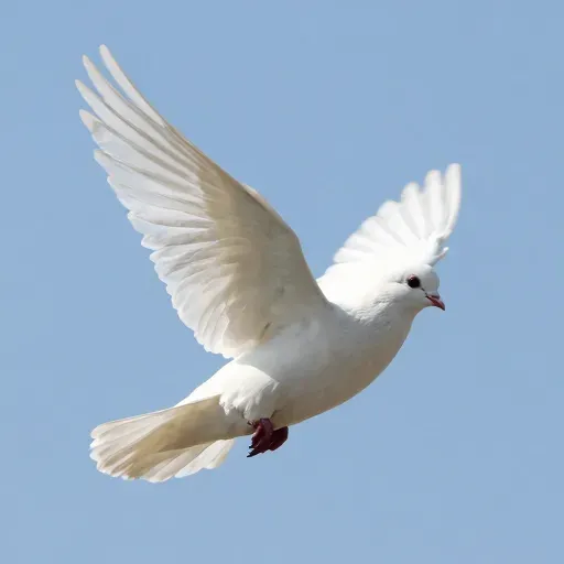 Từ vựng 白 – trắng, màu trắng