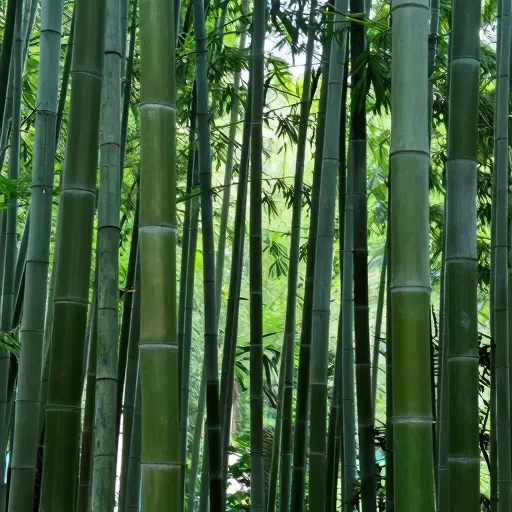 Từ vựng 竹 – cây tre, cây trúc