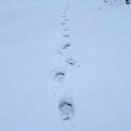 Từ vựng 夂 – Đi chậm