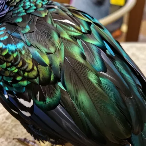 Từ vựng 羽 – lông vũ