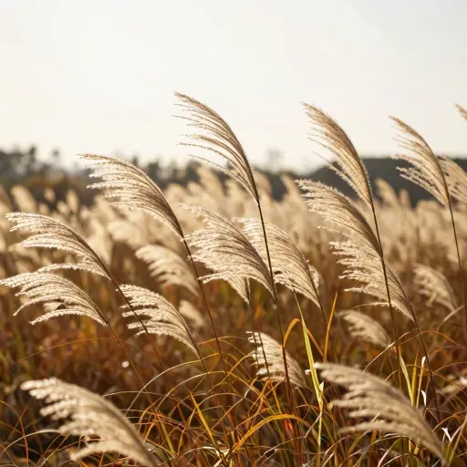 Từ vựng 芒 – Lưỡi lúa; cỏ