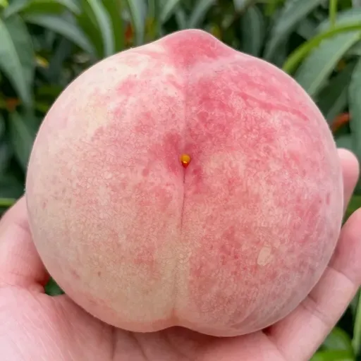 Từ vựng 桃 – quả đào