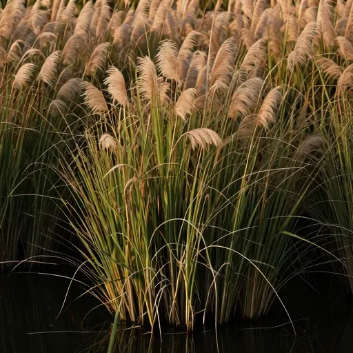 Từ vựng 芦 – Cây lau, lục bình