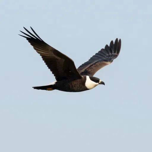 Từ vựng 翔 – bay lượn, trượt