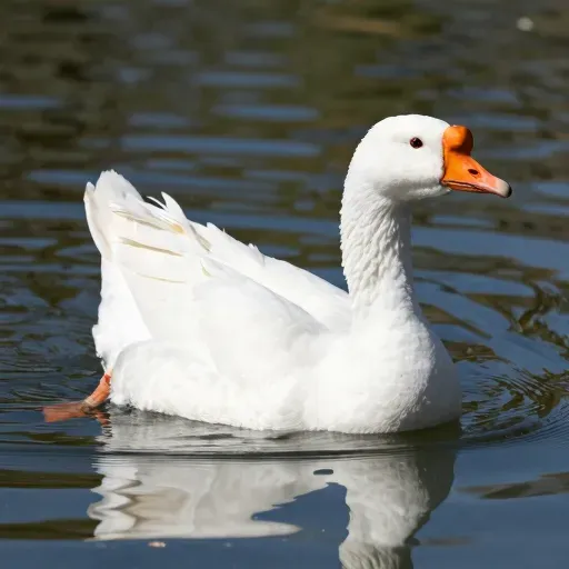 Từ vựng 鹅 – con ngỗng