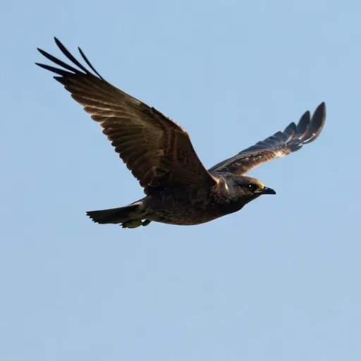 Từ vựng 飞 – bay, bay lượn