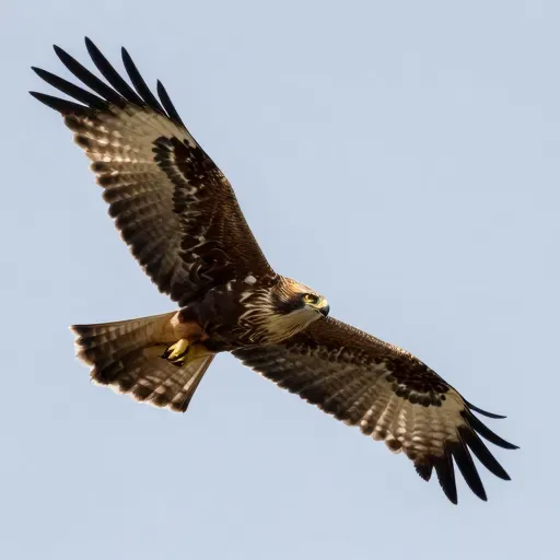 Từ vựng 鹰 – Đại bàng