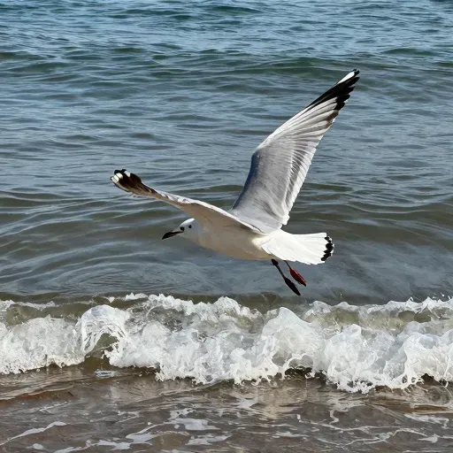 Từ vựng 海鸥 – Mòng biển