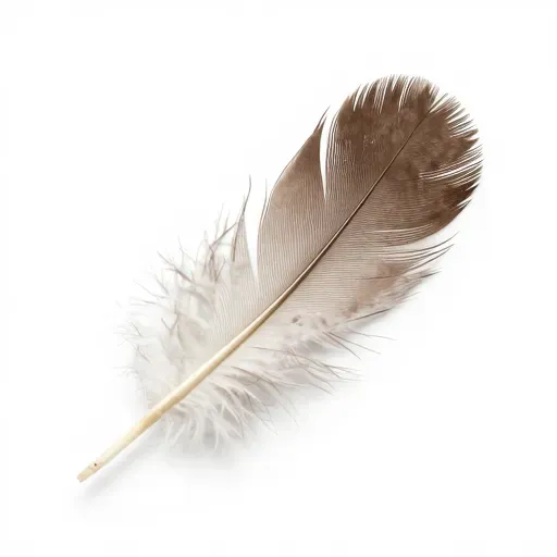 Từ vựng 羽毛 – Lông vũ