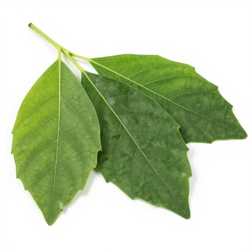 Từ vựng 积雪草 – Rau má