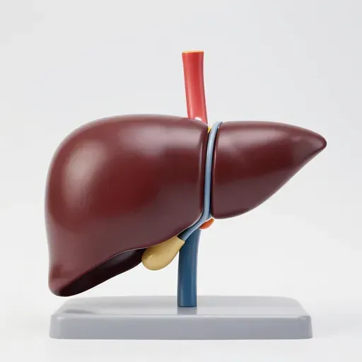 Từ vựng 肝脏 – Gan