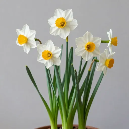 Từ vựng 水仙花 – Hoa thủy tiên