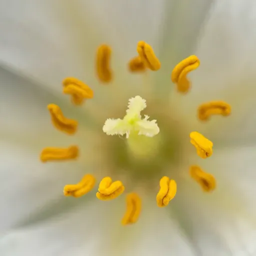 Từ vựng 花粉 – Phấn hoa