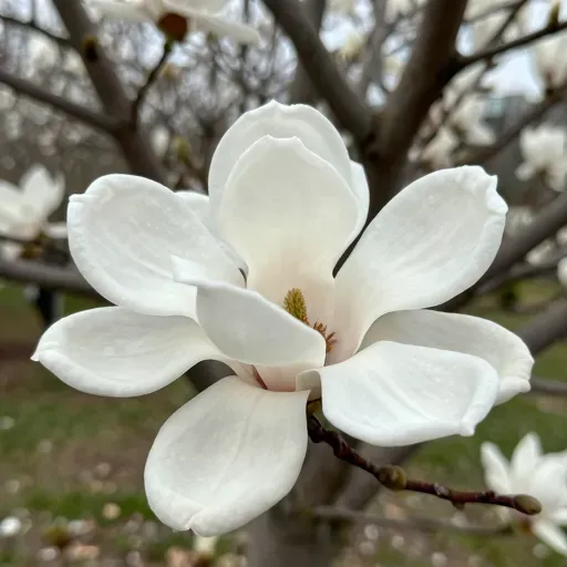 Từ vựng 木兰 – Hoa mộc lan