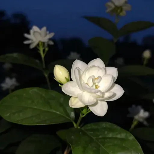 Từ vựng 夜来香 – Hoa huệ