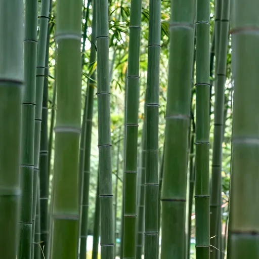 Từ vựng 竹子 – Cây tre