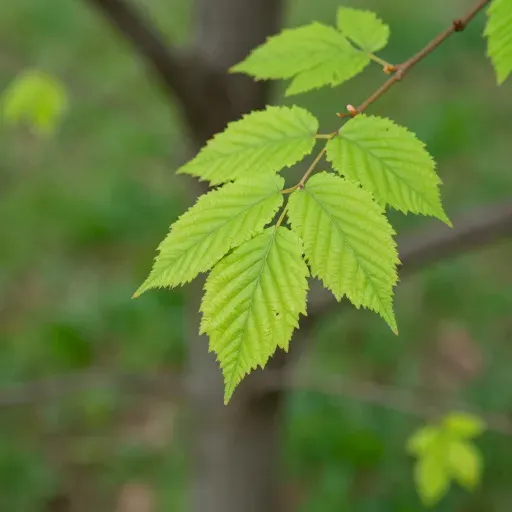 Từ vựng 叶子 – Lá cây