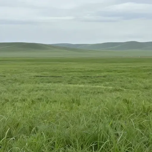 Từ vựng 草原 – Thảo nguyên