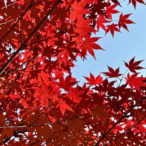 Từ vựng 红叶 – Lá đỏ