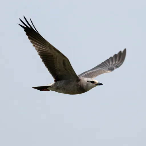 Từ vựng 飞 – bay, bay lượn