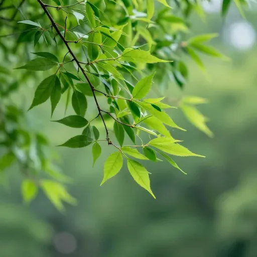 Từ vựng 树叶 – lá cây