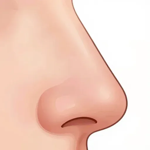 Từ vựng 鼻子 – mũi